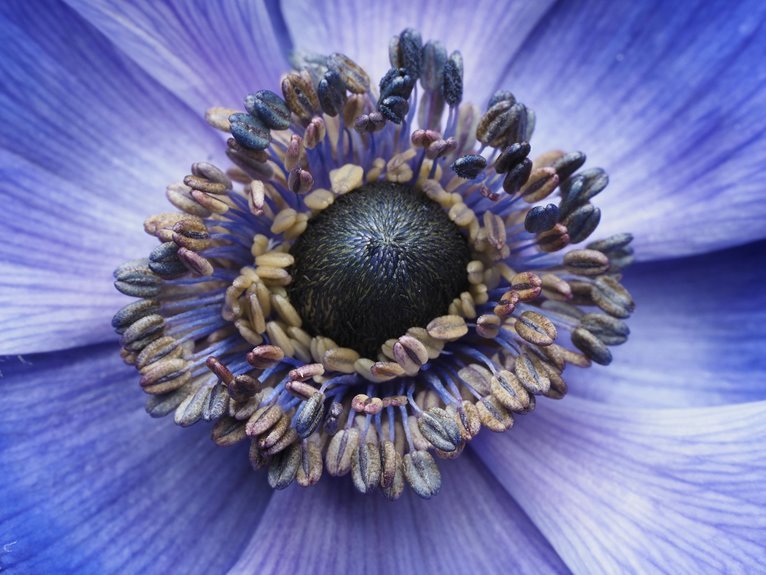 echoheart tome silent core