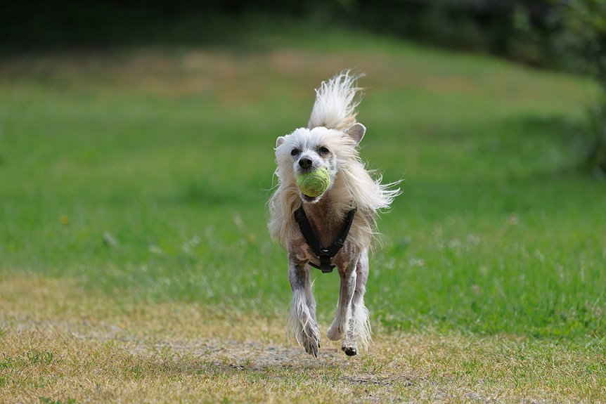 nightstar crest run event